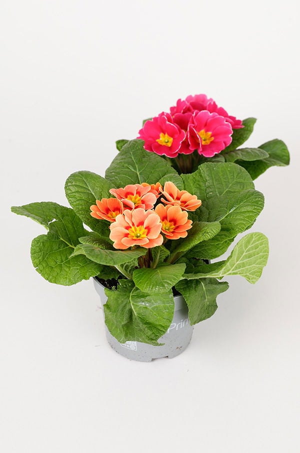 Färgglada primula-blommor i en kruka med gröna blad, i nyanser av rosa och orange, perfekt för inomhus- eller utomhusdekoration.