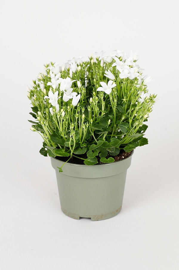 Vit blomma i kruka med gröna blad, perfekt för inomhus- eller utomhusdekoration.