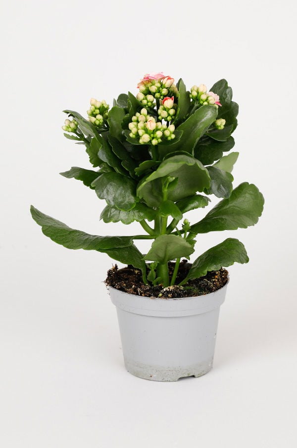Grön krukväxt med rosa blommor i vit kruka, perfekt för inomhusdekoration och växtälskare.