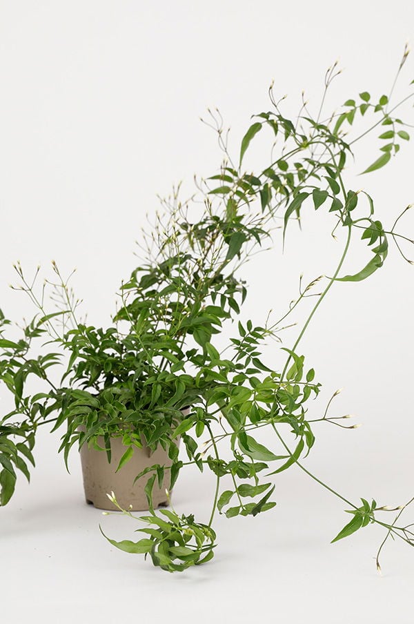 Grön krukväxt med långa, slingrande grenar och små vita blommor, placerad i en beige kruka mot en vit bakgrund. Idealisk för inomhusdekoration och förbättrar luftkvaliteten.