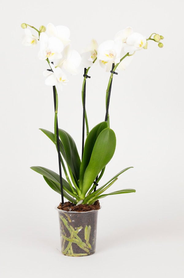 Vacker vit orkidé i kruka med flera blommor och gröna blad, perfekt för inredning och som present.