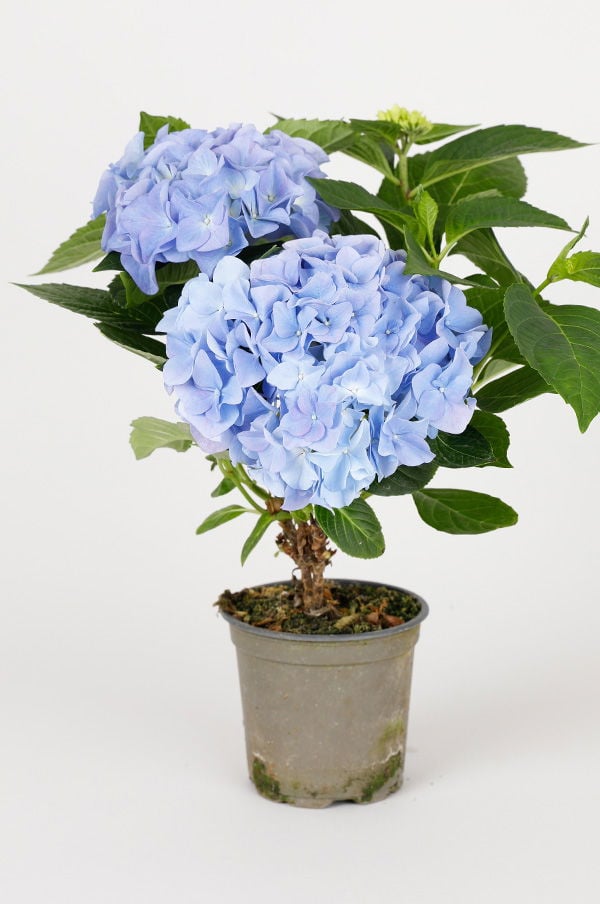 Blå hortensia i kruka med frodiga blommor och gröna blad, perfekt för inomhus- eller utomhusdekoration.