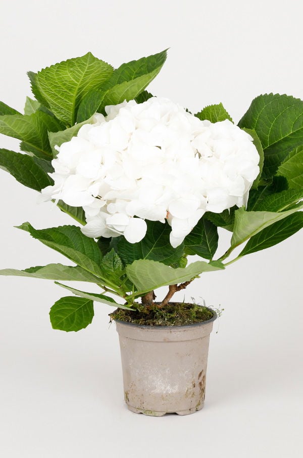 Vit hortensia i kruka med frodiga gröna blad, perfekt för inredning och trädgård.