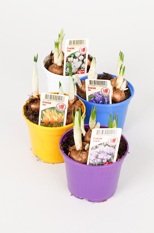 Flera krukor med krokuslökar i olika färger, inklusive vit, gul, blå och lila, med etiketter som visar blomtyp.
