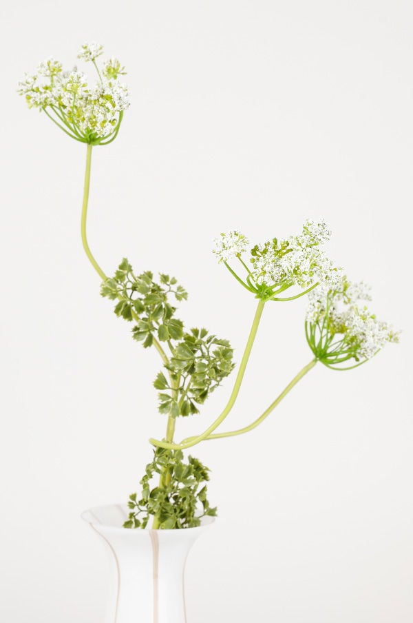 Vacker blomma med vita blommor och gröna blad i en vit vas, perfekt för dekoration och trädgårdsinspiration.