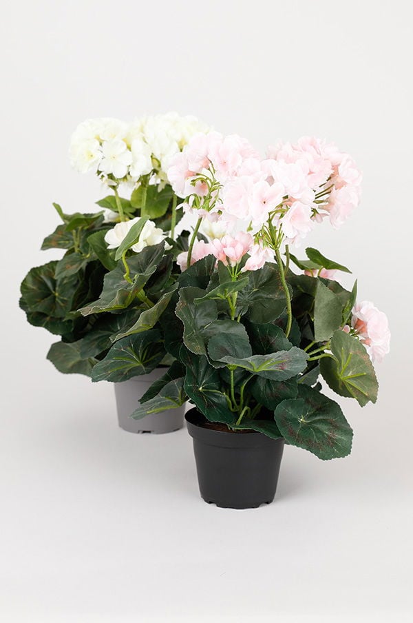 Två krukväxter med blommor i rosa och vit färg, omgivna av gröna blad. Perfekta för inredning och som dekoration i hemmet.