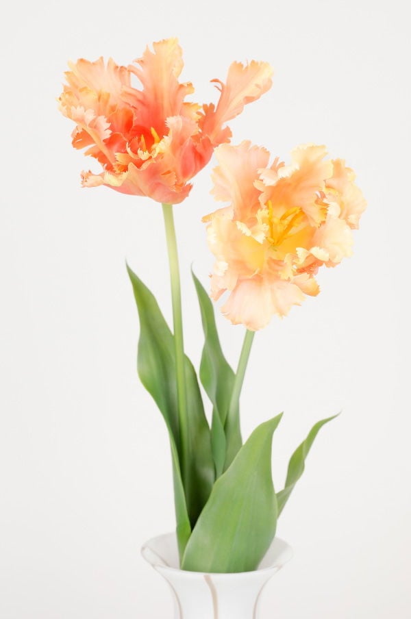 Två vackra tulpaner i nyanser av aprikos och orange med gröna blad, arrangerade i en vit vas.