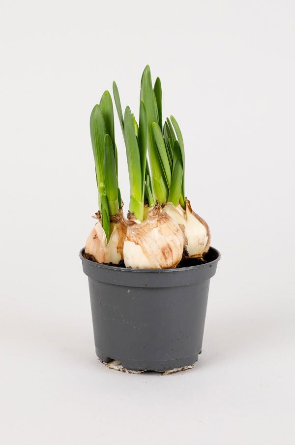 Grön lökplanta i svart kruka med flera skott som växer uppåt, perfekt för inomhusodling eller trädgårdsskötsel.