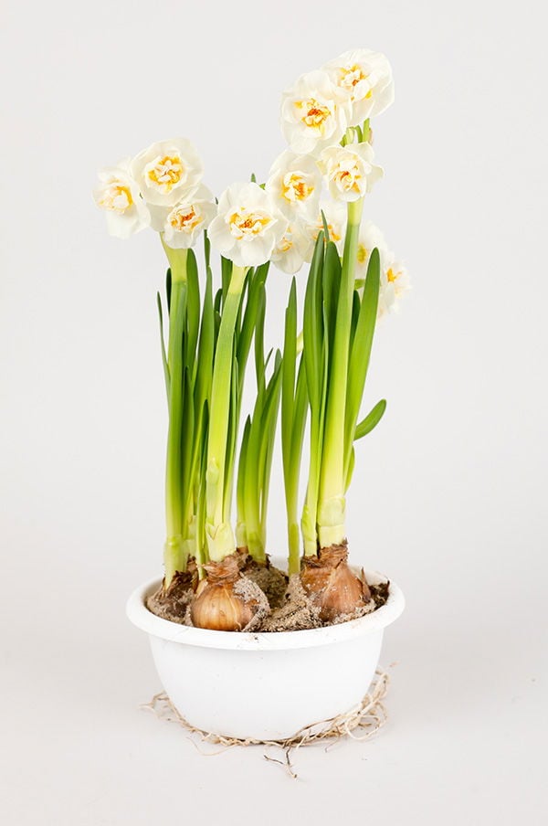 Vita påskliljor i en vit kruka med synliga lökar och gröna stjälkar, perfekt för inomhusdekoration och vårens blomsterarrangemang.