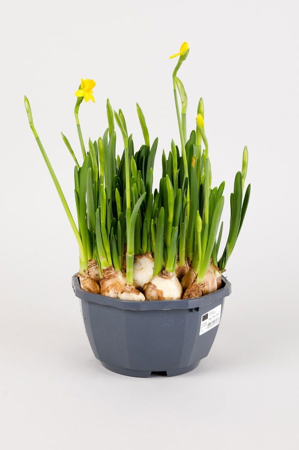 Blomkruka med narcisser som har gröna skott och gula blommor, perfekt för inomhusdekoration och vårplantering.