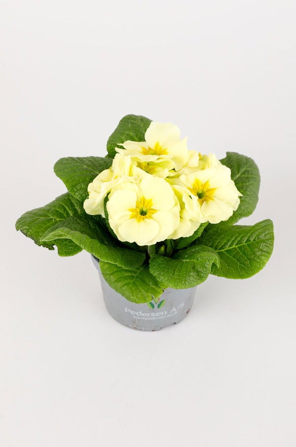 Gulprickig primula i kruka med gröna blad, perfekt för inomhus- eller trädgårdsdekoration.