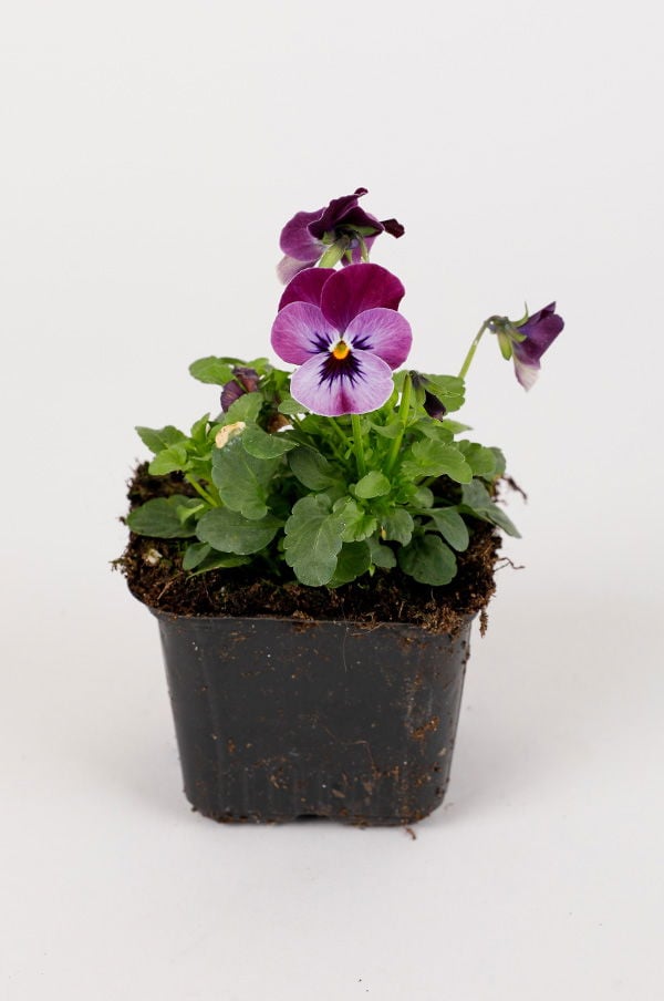 Liten krukväxt med violetta och lila penséer, omgiven av gröna blad. Perfekt för inomhus- eller utomhusplantering.