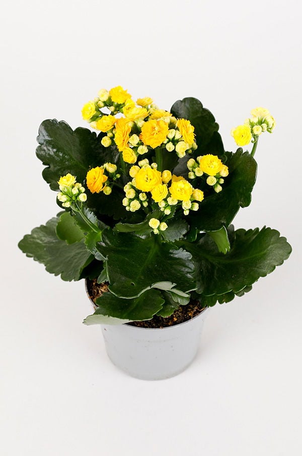 En krukväxt med gula blommor och mörkgröna blad, perfekt för inomhusmiljöer.
