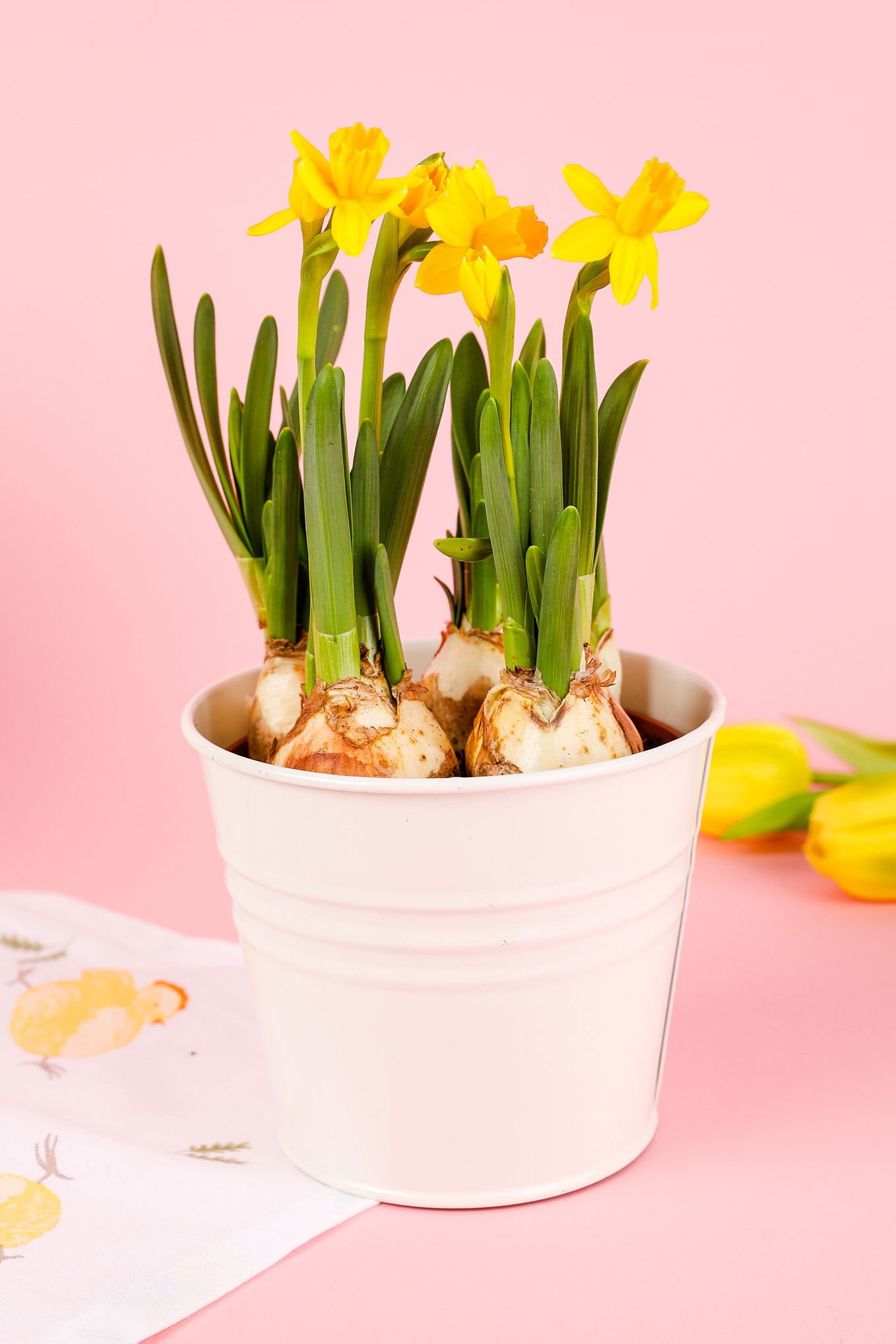 Blomkruka med gula påskliljor och gröna blad, placerad på en rosa bakgrund. Krukan är vit och innehåller flera lökar. En servett med hönsdesign syns i bakgrunden, tillsammans med gula tulpaner.